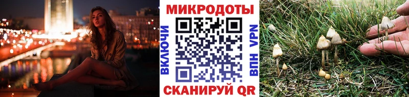 закладка  Выборг  Псилоцибиновые грибы Psilocybine cubensis 
